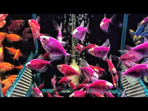 Cara Merawat Ikan Glofish Agar Tidak Mudah Mati 