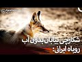روباهی که بدون آب زندگی می کند استاد پنهان بقا در بیابان های ایران I دوبله فارسی 