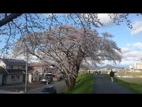 磐井川堤防の桜　復路