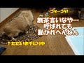 すぐキレるポメラニアン⑫ アヒルの口輪にビビる!!