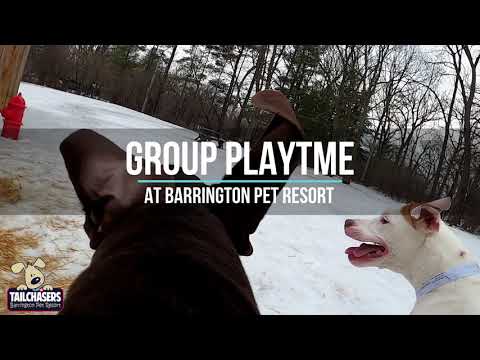 Barrington Pet Resort Group Playtime - A Dog's Perspective.