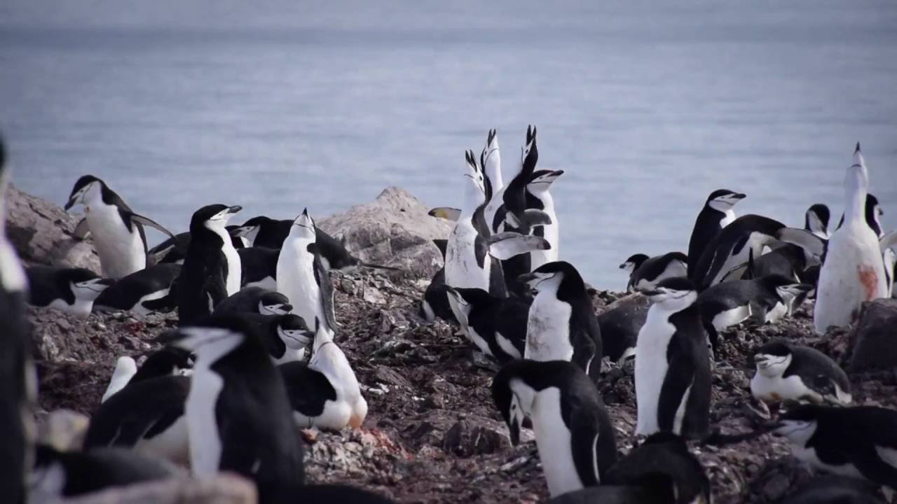 Cruise to Antarctica