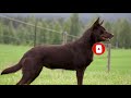Порода собак Австралийский келпи