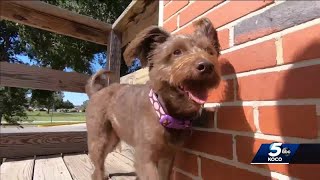 Man arrested after trying to take Enid family’s dog, taking off in FedEx truck