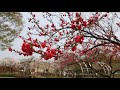 봉미산 신륵사 20240410