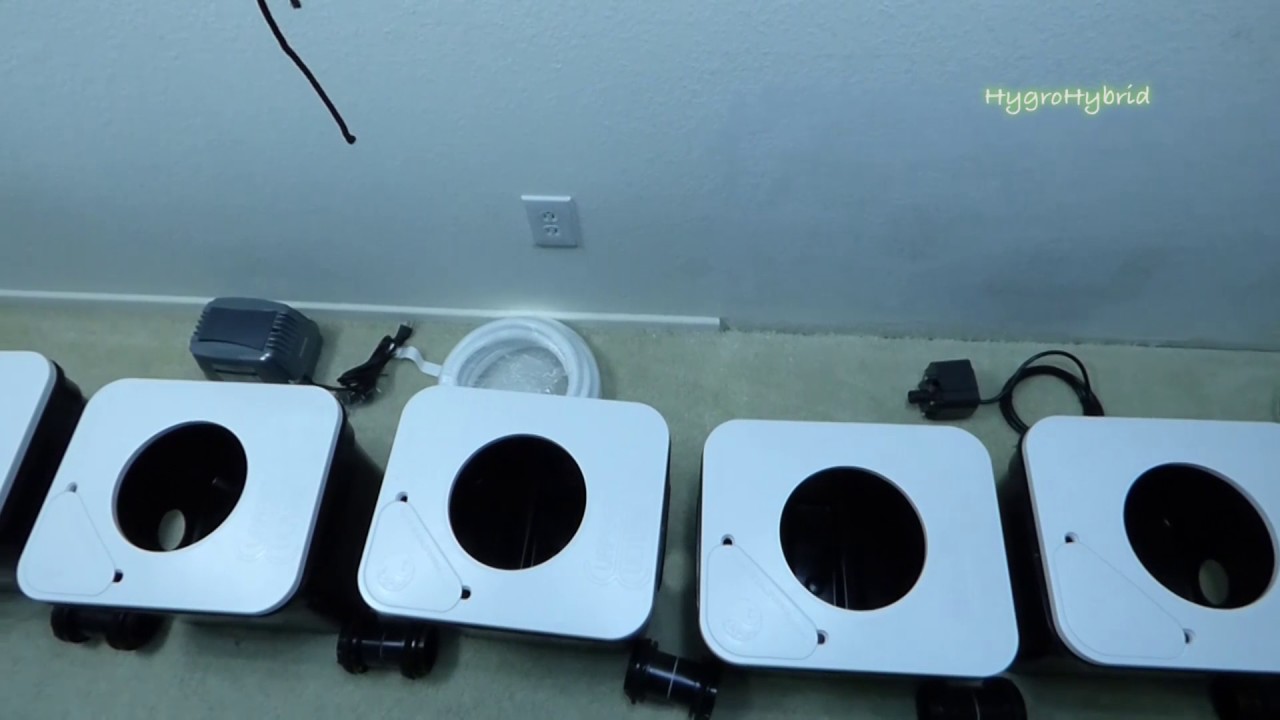 From DIY DWC To Current Culture H2O