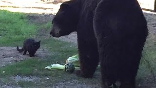 Opposites Attract: Big Black Bear and Feral Feline Are Unlikely Best Friends Opposites Attract: Big Black Bear and Feral Feline Are Unlikely Best Friends