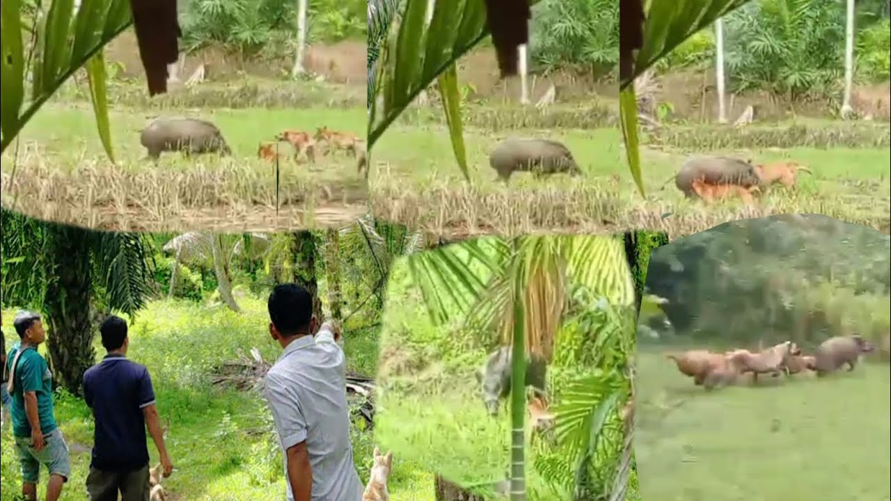 RAJA BABI MENGGANAS DI DALAM SAWAH ‼️ LOKASI INI TEMPAT TINGGAL KAWANAN BABI HUTAN ‼️ DURIAN DADIAH