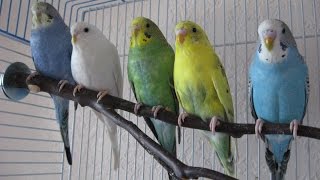 What to Think About Before Buying a Budgie