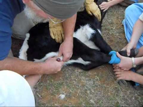 Castrating 200+ Pound Calf - Humane Castration of Cow With