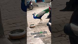 fffg Poultry 🦚Peacock #farming #shortsfeed #peacock #ayam #poultryfarming #reels #support #trend