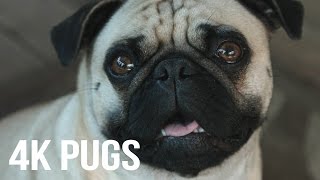 4k Pugs and Flowers