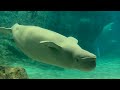 2025/09/21 ベルーガ達の夕べ【グレイ&ナナ編】@名古屋港水族館