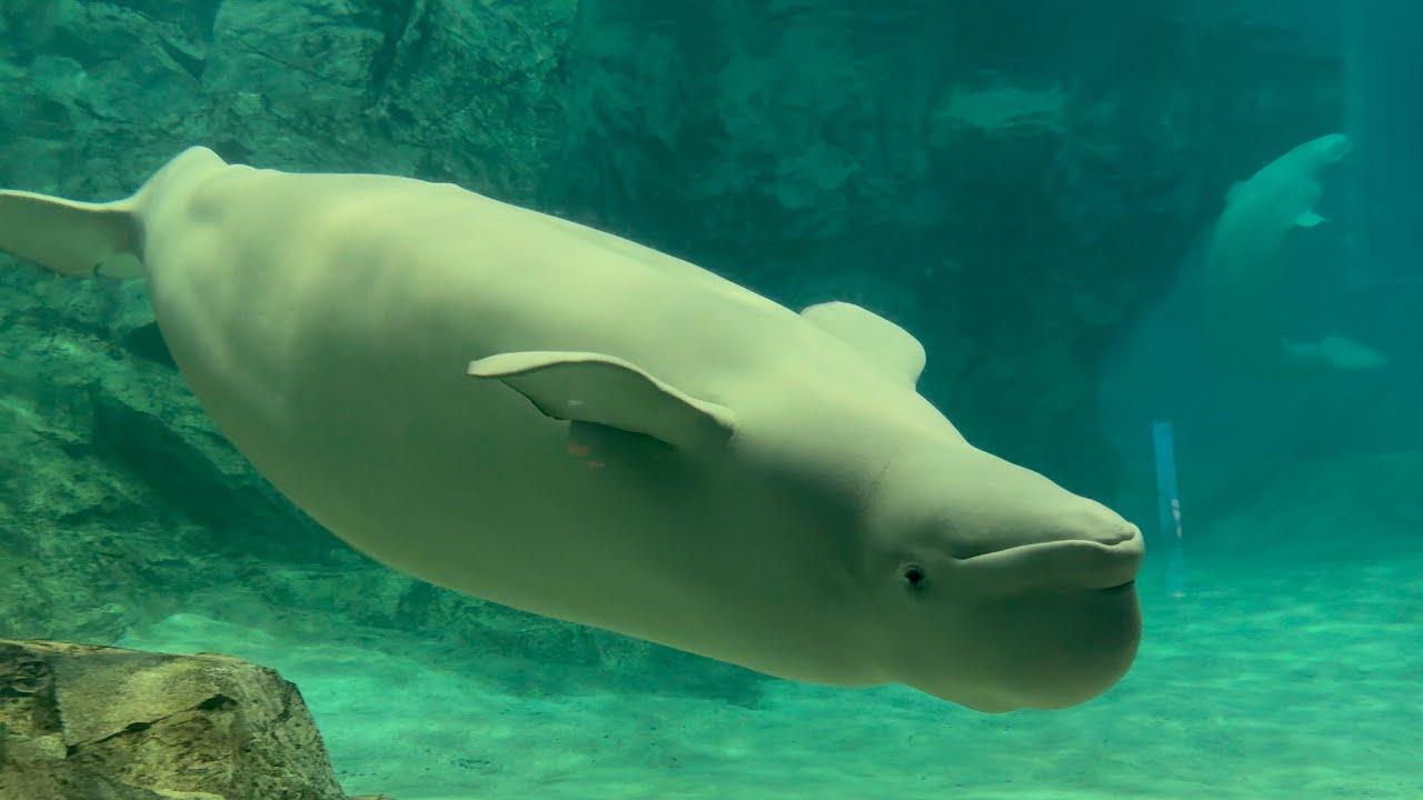 2025/09/21 ベルーガ達の夕べ【グレイ&ナナ編】@名古屋港水族館