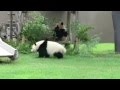 優浜　ハイテンション　Baby panda　Yuhin high tension