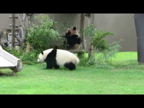優浜　ハイテンション　Baby panda　Yuhin high tension