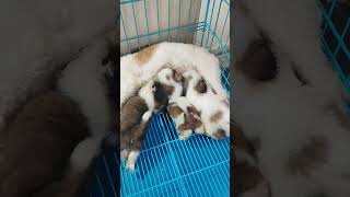 #@shitzu puppies Only female available # hyderabad #india #love        # 630 55 19 0 22