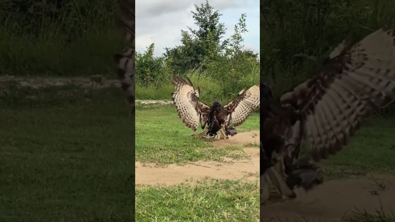 Eagle vs Rabbit: The Breathtaking Moment of the Hunt in the Wild 🦅🐇