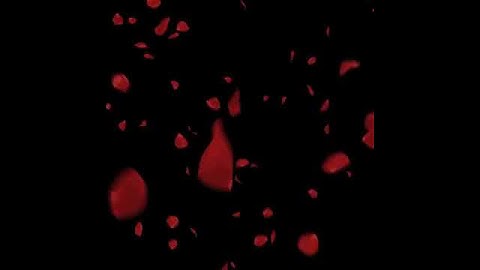 Hiệu ứng video cánh hoa hồng rơi