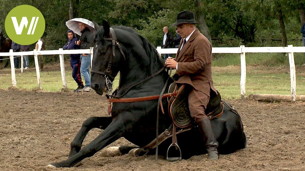 Horse whisperer in Italy tames Maremma horses with a gentle hand and
