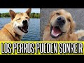 Esta Comprobado CIENTIFICAMENTE Los Perros Pueden Sonreir