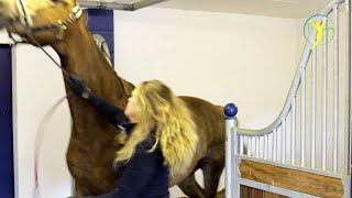 Pferd ungehorsam - tritt gezielt - schlägt mit dem Kopf und lässt sich nicht führen