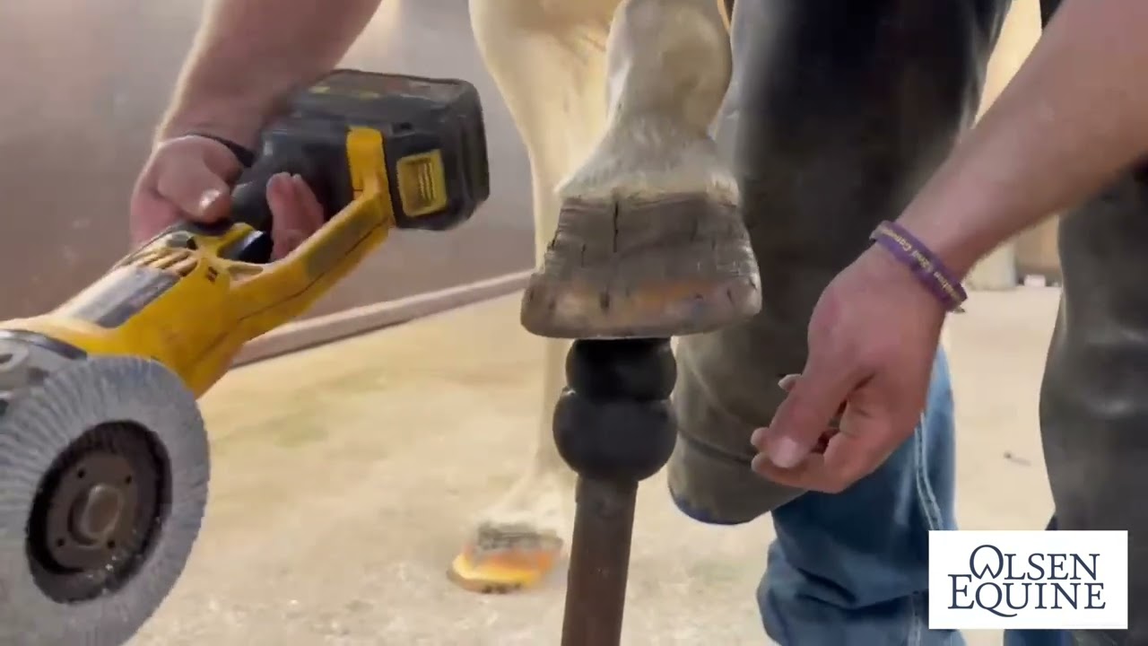 Эта лошадь была просто развалиной! Помощь Длинным Ламанийским Копытам