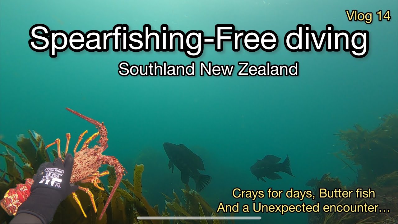 Free diving CrayfishSpearfishing Butterfish.Southland New Zealand. 