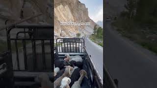 #mountains #nature #sheep #kkh #karakoramhighway #passucones #hitchhiking  #peace #peaceful #hunza