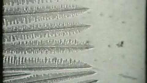 Dendritic solidification