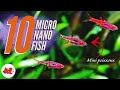 Top 10 micro nano fish pour petits aquariums