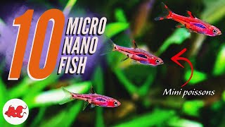 TOP 10 Micro Nano fish pour petits aquariums