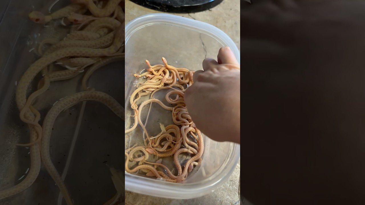Um.. that’s a lot of baby snakes 🐍😳