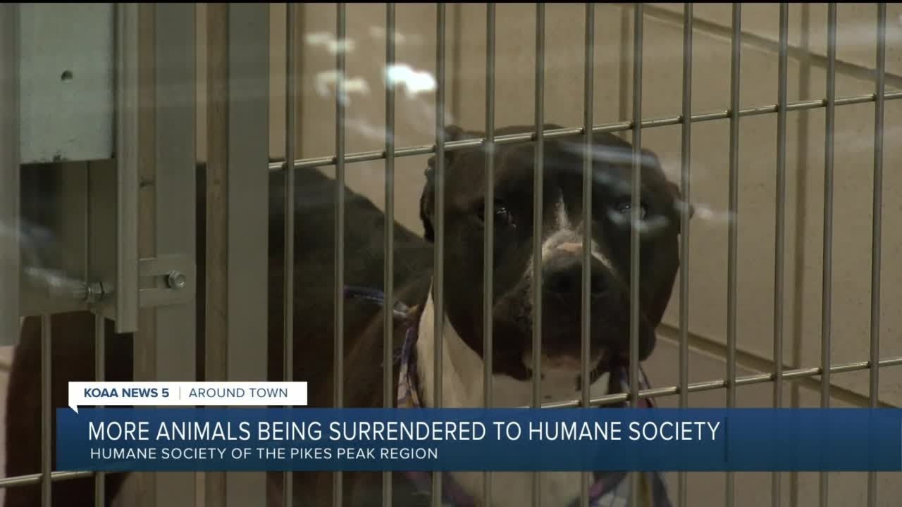 More animals are being surrendered to the Humane Society - YouTube