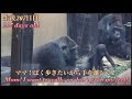 母親の手を何とか振りほどいて歩こうとする赤ちゃんゴリラを、近くから見守る父モモタロウ♪⭐️Gorilla【京都市動物園】Momotaro watches over the baby Santaro.