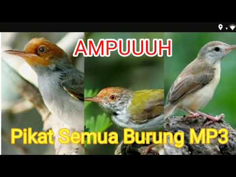  Download  Suara  Pikat Burung Di Alam Terbaru 2021 Mp3 3 4 