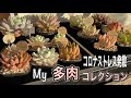 【ガーデニングＤＩＹ】My多肉コレクション　コロナストレス発散はコレです。