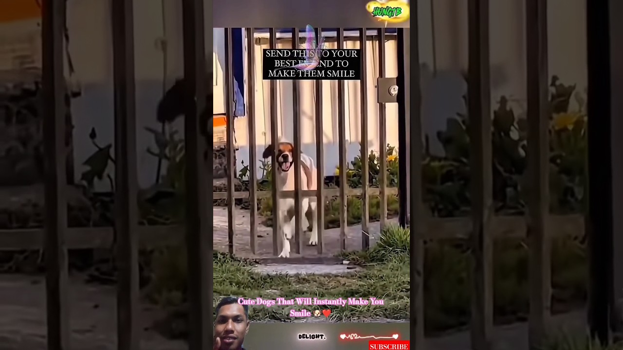 Cute Dogs That Will Instantly Make You Smile 🐶❤️ 