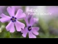 Phlox purple beauty at jackson  perkins