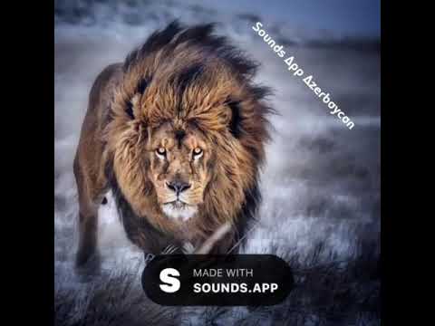 #Soundsapp #video #lion #azerbaycan Şir Soundsapp videosu!