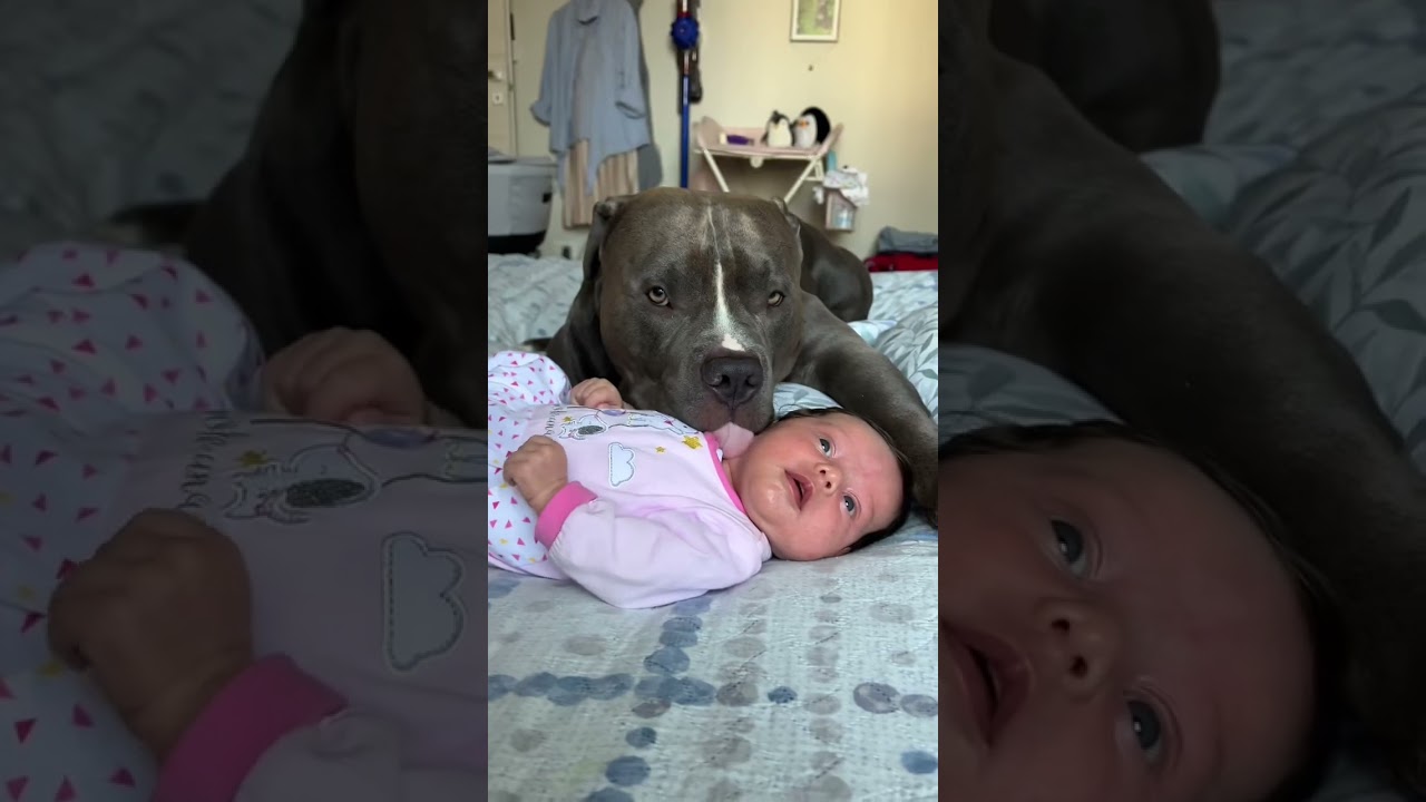 The Truth About Pitbulls: 3 Facts That Will Change Your Mind 🐕 | 