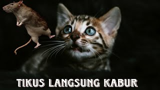 Suara Kucing untuk Usir Tikus
