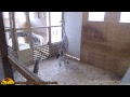 Tuesday Giraffe Cam (5-23-17)