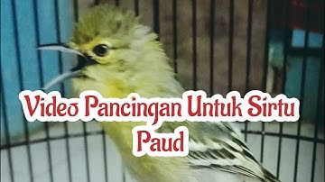 Video Pancingan Untuk Sirtu Paud hs15