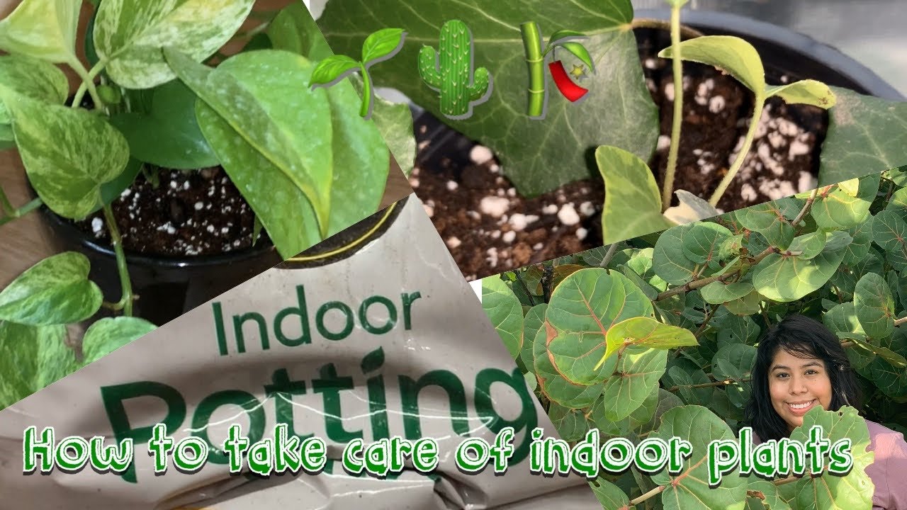 HOW TO take care of indoor house plants - YouTube