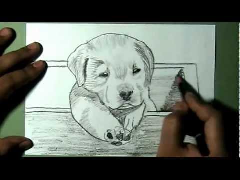 How to Draw Labrador puppy In Wooden Box | YZArts | YZArts - YouTube