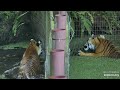 Making sure Jamie and Victor has work to do. Please read description. Dutchess and Priya tigers  BCR