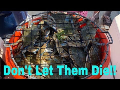 Blue Crab TLC - How To Keep Blue Crabs Alive For Days