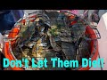 Blue Crab TLC - How To Keep Blue Crabs Alive For Days