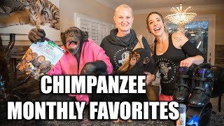 Chimpanzee Monthly Favorites of November! | Myrtle Beach Safari